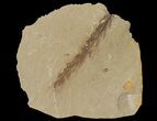 Dawn Redwood (Metasequoia) Fossil - Montana #126624-1